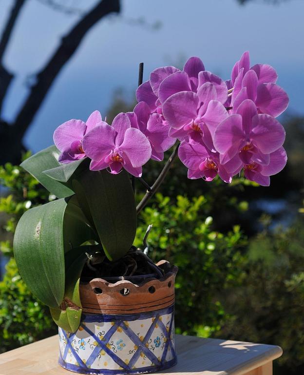 Le Ginestre Di Capri Bb & Holiday House Anacapri  Room photo