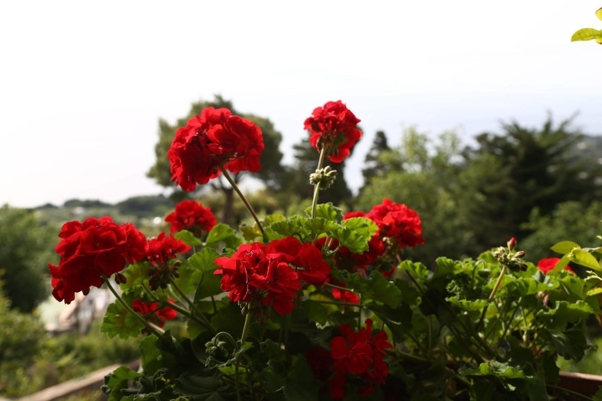 Le Ginestre Di Capri Bb & Holiday House Anacapri  Exterior photo